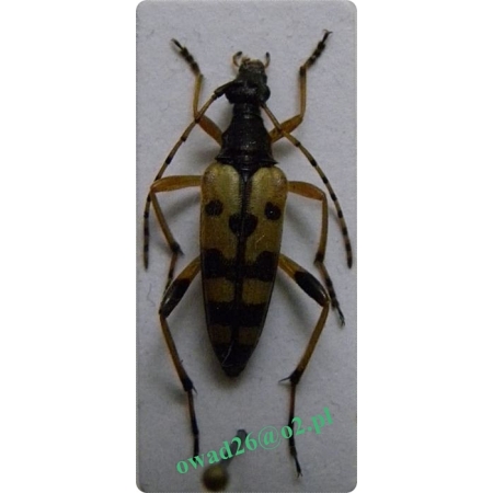 Rutpela maculata (Poda, 1761) Węglarek mniejszy, w. głogowy